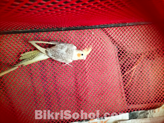 Cockatiel Pakhi